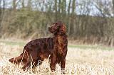 SETTER IRLANDAIS 423